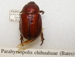 Parabyrsopolis chihuahuae sjh by Shawn Hanrahan. Used under a CC BY-SA 2.5 license.