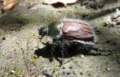 Little Bear Beetle by Althepal
. Used under a CC-BY-SA-3.0 license.