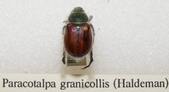 Paracotalpa granicollis sjh by Shawn Hanrahan. Used under a CC BY-SA 2.5 license.