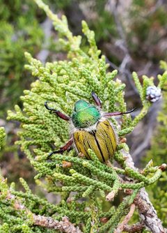 Paracotalpa puncticollis by Anonkiwi. Used under a CC BY-SA 4.0 license.