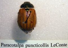 Paracotalpa puncticollis sjh by Shawn Hanrahan. Used under a CC BY-SA 2.5 license.
