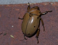 Pelidnota punctata P1200036a by 
xpda. Used under a CC BY-SA 4.0 license.