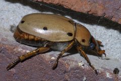 Pelidnota punctata P1440226a by 
xpda. Used under a CC BY-SA 4.0 license.