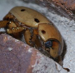 Pelidnota punctata P1440227a by 
xpda. Used under a CC BY-SA 4.0 license.