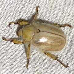 Pseudocotalpa sonorica by nmoorhatch. Used under a CC BY 4.0 license.
