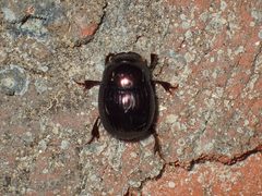 Ateuchus histeroides - inat 22079239 by {{{name}}}. Used under a CC BY 4.0 license.