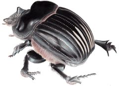 DichotomiusCarolinus by Smidon33. Used under a CC BY-SA 3.0 license.