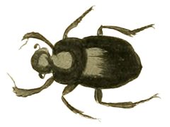 Canthon pilularius by Plates: Dru Drury (1725–1803). Text: John Obadiah Westwood (1805–1893). Used under a Public domain license.