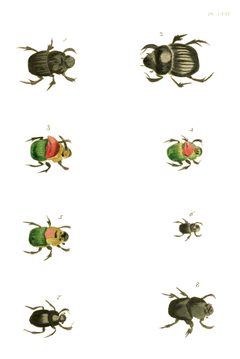 Illustrations of Exotic Entomology I 35 by Plates: Dru Drury (1725–1803). Text: John Obadiah Westwood (1805–1893). Used under a Public domain license.