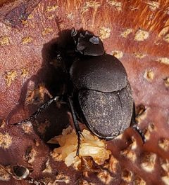 Melanocanthon nigricornis - inat 44314216 by {{{name}}}. Used under a CC BY 4.0 license.
