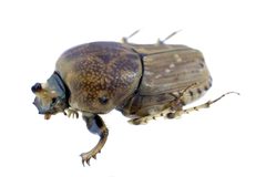 CSIRO ScienceImage 271 Euoniticellus intermedius Dung Beetle by David McClenaghan, CSIRO. Used under a CC BY 3.0 license.