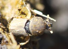 Euoniticellus intermedius 000466-3 by Alandmanson. Used under a CC BY-SA 4.0 license.