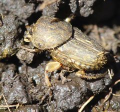 Euoniticellus intermedius 000467-1 by Alandmanson. Used under a CC BY-SA 4.0 license.