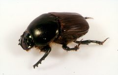 CSIRO ScienceImage 11270 Dung beetle Onitis alexis by division, CSIRO. Used under a CC BY 3.0 license.