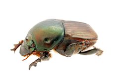 CSIRO ScienceImage 272 Dung Beetle by David McClenaghan, CSIRO. Used under a CC BY 3.0 license.