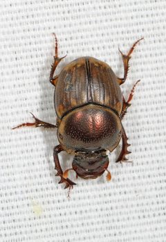 Digitonthophagus gazella - inat 46227549 by {{{name}}}. Used under a CC BY-SA 4.0 license.