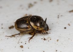Digitonthophagus gazella - inat 54917277 by {{{name}}}. Used under a CC BY-SA 4.0 license.