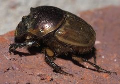 Digitonthophagus gazella - inat 56836025 by {{{name}}}. Used under a CC BY-SA 4.0 license.