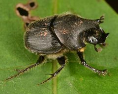 Onthophagus hecate 48421561 by skitterbug. Used under a CC BY 4.0 license.