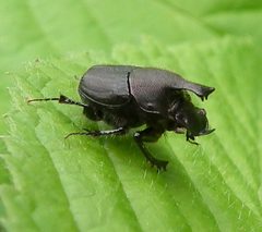Onthophagus hecate m Jun 05-10 DSCF1688 by Jacy Lucier. Used under a CC BY-SA 4.0 license.