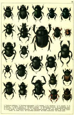 Georgiy Jacobson - Beetles Russia and Western Europe - plate 30 by see in description. Used under a Public domain license.