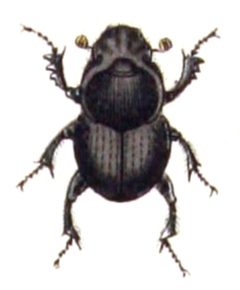 Onthophagus.taurus.-.calwer.21.04 by Emil Hochdanz
. Used under a Public domain license.