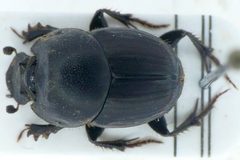 Onthophagus taurus female by SimulakruM. Used under a CC BY-SA 3.0 license.