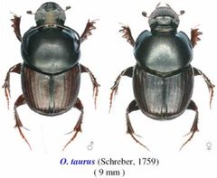 Onthophagus taurus male and female comparison by R. Costessèque and S. Peslier. Used under a Fair use license.