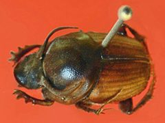 Scarabaeidae - Onthophagus taurus 2 by Hectonichus. Used under a CC BY-SA 3.0 license.
