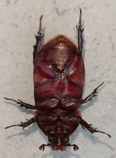 The Horned Dung Beetle by Jayendra Chiplunkar. Used under a CC BY-SA 4.0 license.