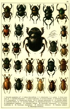 Georgiy Jacobson - Beetles Russia and Western Europe - plate 29 by see in description. Used under a Public domain license.