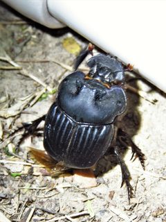 Coprophanaeus pluto - inat 320075086 by {{{name}}}. Used under a CC BY 4.0 license.