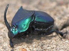Phanaeus adonis by José Belem Hernández Díaz. Used under a CC BY 4.0 license.