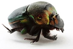 Phanaeus igneus by François Michonneau. Used under a CC BY 3.0 license.