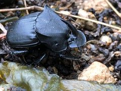 Phanaeus triangularis ssp. texensis by jeffjackson. Used under a CC0 license.