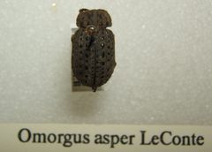 Omorgus asper sjh by No machine-readable author provided. Kugamazog~commonswiki assumed (based on copyright claims).. Used under a CC BY-SA 2.5 license.