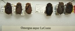 Omorgus asper variation sjh by No machine-readable author provided. Kugamazog~commonswiki assumed (based on copyright claims).. Used under a CC BY-SA 2.5 license.