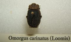 Omorgus carinatus sjh by No machine-readable author provided. Kugamazog~commonswiki assumed (based on copyright claims).. Used under a CC BY-SA 2.5 license.