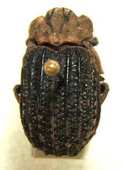 Omorgus carinatus sjh.cropped by No machine-readable author provided. Sarefo assumed (based on copyright claims).. Used under a CC BY-SA 2.5 license.