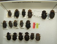 Omorgus carinatus variation sjh by No machine-readable author provided. Kugamazog~commonswiki assumed (based on copyright claims).. Used under a CC BY-SA 2.5 license.