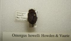 Omorgus howelli sjh by No machine-readable author provided. Kugamazog~commonswiki assumed (based on copyright claims).. Used under a CC BY-SA 2.5 license.
