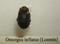 Omorgus inflatus sjh by No machine-readable author provided. Kugamazog~commonswiki assumed (based on copyright claims).. Used under a CC BY-SA 2.5 license.