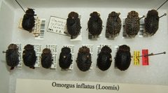 Omorgus inflatus variation sjh by No machine-readable author provided. Kugamazog~commonswiki assumed (based on copyright claims).. Used under a CC BY-SA 2.5 license.