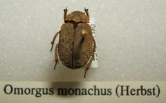 Omorgus monachus sjh by Shawn Hanrahan. Used under a CC BY-SA 2.5 license.