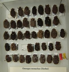 Omorgus monachus variation sjh by No machine-readable author provided. Kugamazog~commonswiki assumed (based on copyright claims).. Used under a CC BY-SA 2.5 license.