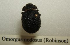 Omorgus nodosus sjh by No machine-readable author provided. Kugamazog~commonswiki assumed (based on copyright claims).. Used under a CC BY-SA 2.5 license.