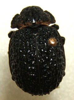 Omorgus nodosus sjh.cropped by Shawn Hanrahan. Used under a CC BY-SA 2.5 license.
