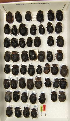 Omorgus nodosus variation sjh by No machine-readable author provided. Kugamazog~commonswiki assumed (based on copyright claims).. Used under a CC BY-SA 2.5 license.