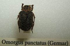 Omorgus punctatus sjh by Kugamazog. Used under a CC BY-SA 2.5 license.