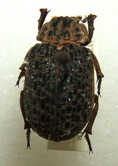 Omorgus punctatus sjh.cropped by Shawn Hanrahan. Used under a CC BY-SA 2.5 license.